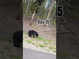 I saw a bear!!! Day 15 Bikepacking from Missouri to Oregon. #bikepacking #biketour