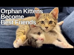 Orphan Kittens Become Best Friends
