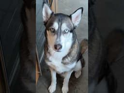 Why I Feed My Dog RAW MEAT