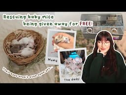 Rescuing these newborn baby mice and their parents | VLOG