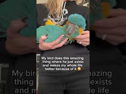 AMIRITE? #macaw #bluethroatmacaw #birds #parrots