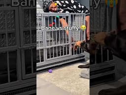 Just another day with Mom & Bane 😭 #raisingbane #funnyvideos #bigdogs #Bane #BanetheDog
