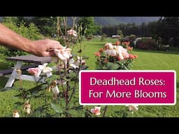 Deadhead your Roses for More Blooms