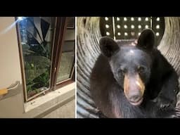Bear breaks into Pittsburgh-area nursing home, gets into residents’ beds