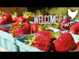 Strawberry Fields Forever | Welcome To My Farm with Lisa Steele
