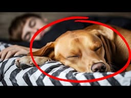 If Your Dog Jumps on Your Bed at Night, Here Is Why