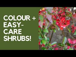 10 vibrant low-maintenance shrubs and small trees for beautiful blossom!