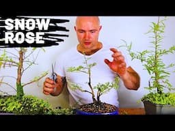 Snow Rose Bonsai | Serissa Bonsai - Bonsai for Beginners