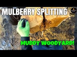SPLITTING MULBERRY IN THE MUDDY WOODYARD #FIREWOOD