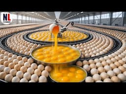 Modern Egg Processing Line – How Millions of Eggs Are Cleaned, Sorted & Turned Into Liquid Eggs