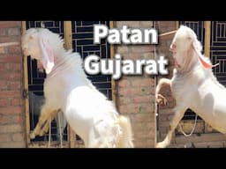 Hyderabadi white Bakra | Patira Cross full Gulabi aur White Goat | Patan Gujarat