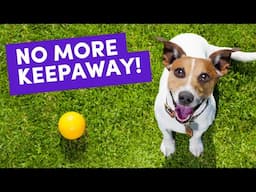 Teach Your Dog to Drop Anything — Even at a Distance! (without conflict)