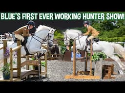 BLUE'S FIRST EVER WORKING HUNTER SHOW!