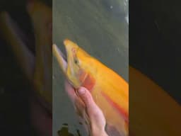 Golden Trout EVERYWHERE #troutfishing #floatfishing #goldentrout