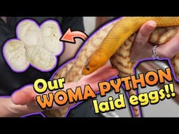 Our Woma Python Laid Eggs!