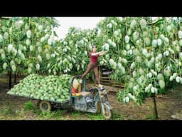 Use 3-Wheeled Truck To Harvest A Lot Of Mango Goes To Countryside Market Sell | Free Bushcraft