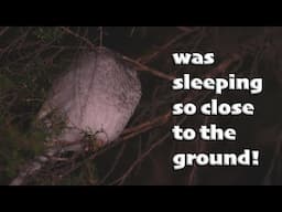 All Songbirds sleep like this - Noisy Miner trying to snooze but wind wakes it up momentarily