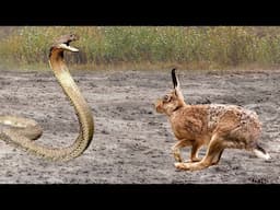 These Animal Moms Did Everything They Could To Save Their Babies