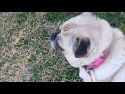 Walking the pugs