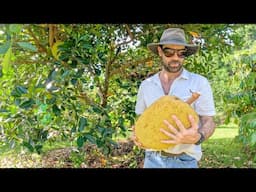 My Self Sufficient Journey (Tropical Orchard & Animals Update)