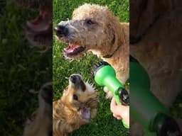 One minute of dogs and water...