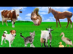 Mischievous Pets - Cat, Dog, Rabbit, Squirrel, Duck, Goat - Animal Moments