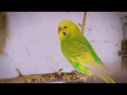 8 Hours of Incredible Budgie Sounds to Keep Your Birds Happy While You're Away!