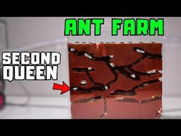 My Pet Ants Raised a Second Queen