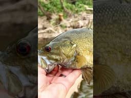 Casting Concrete for Fat Smallmouth Bass! 🙌 #shorts #shortsfeed #fishing