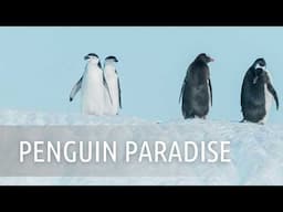 Astrolabe & Yankee Harbour | Antarctic Explorer with Viking Expeditions | Episode 5 of 6