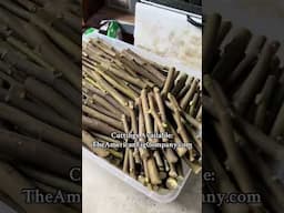 Grow a Forest from 1 Cutting?!