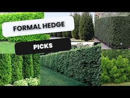 🌲 Evergreens for a Formal Hedge | What I'm Planting with My Dogwoods 🌲