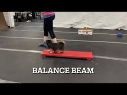 Gracie’s Submission Video for the AKC Novice Tricks Title!