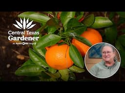 Citrus Tips for Central Texas: Backbone Valley Nursery