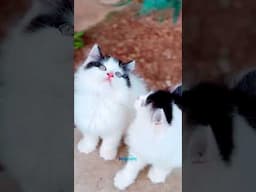 Kittens AVBL #yourcat #cat #trending #songs #kittenreels
