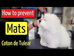 TIPS to prevent MATTING on your COTON de TULEAR.