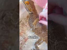 Bearded dragon story time