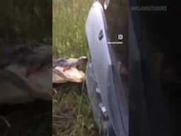Gator attacks truck! #shorts  #sportsman