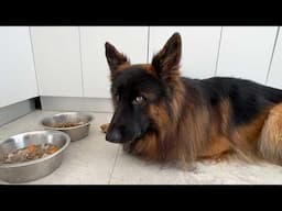 My German Shepherd Very Busy Dog Schedule