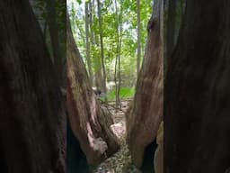 The Wild Swamp