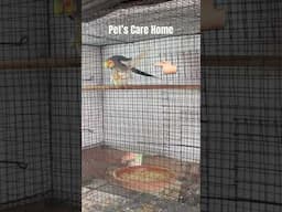 Cockatiel meeting ☺️ #birds #lovebirds #shorts #viralvideo #cockatiel #breedingpair #lovebirds