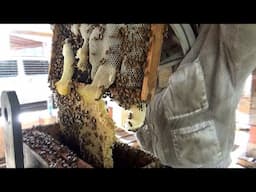Catching multiple  swarms of bees. From traps to set up in hives and secrets of baiting the traps.