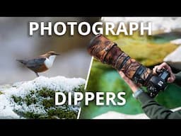 Photographing Dippers | Tutorial & Gear Guide | Wildlife Photography
