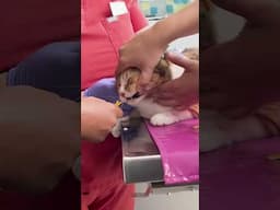 Sweet rescue cat needs dental work