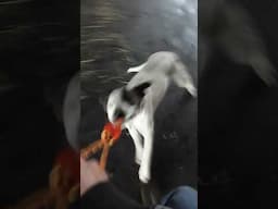 Tug a Lilly
