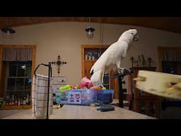 Monday Morning Cockatoo Antics