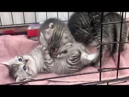 Kittens playing and exploring the iron cage - Milo Kitten