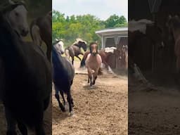 When The Horses Catch A Vibe