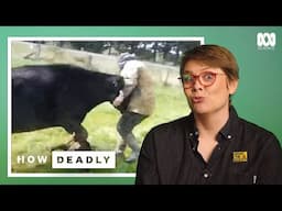 How Deadly Are Cattle? The Truth About Gentle Giants | Dr Ann Jones