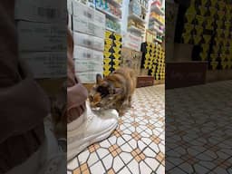 Khajit has wares...